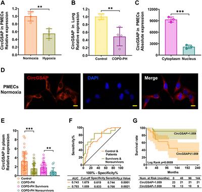 CircGSAP regulates the cell cycle of pulmonary microvascular endothelial cells via the miR-942-5p sponge in pulmonary hypertension